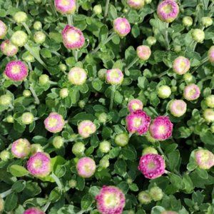 2 LIVE PLANTs HARDY MUMS PINK PRIDE 4" Growing Pot Ships NO POT…